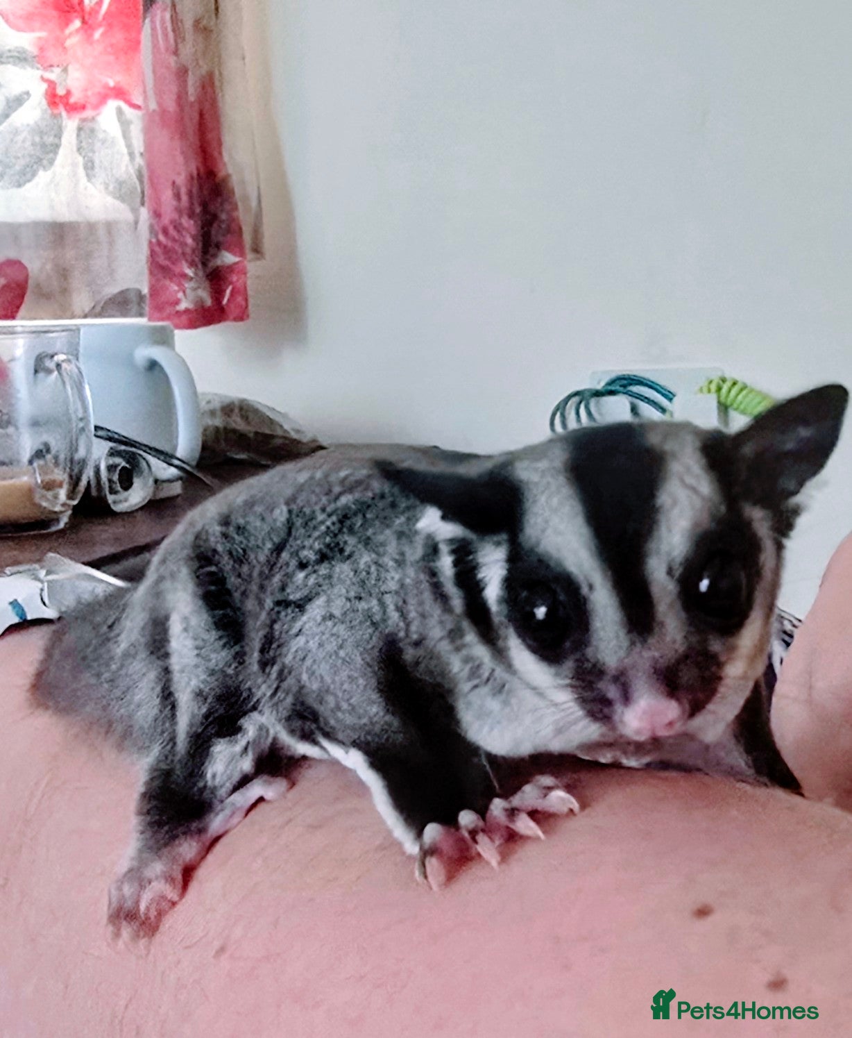 Sugar Glider rodents Sugar Glider  - Advert 7