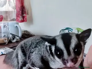 Sugar Glider rodents Sugar Glider - Advert 7