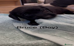Labradoodle dogs for sale: 2 boys and 2 females - Image 2