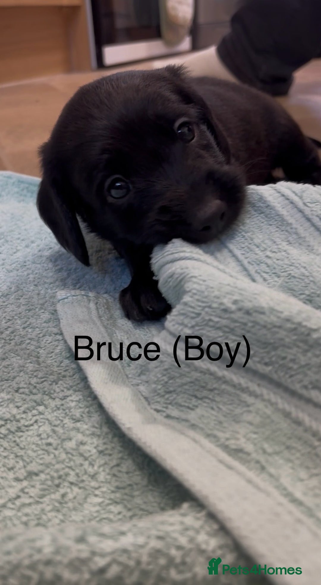 Labradoodle dogs for sale: 2 boys and 2 females - Image 2