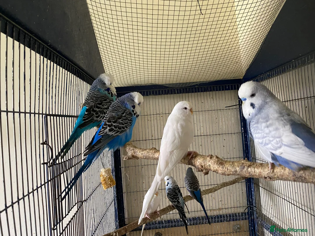 Budgerigars birds for sale: 8 budgies searching for their new homes  - Advert 1