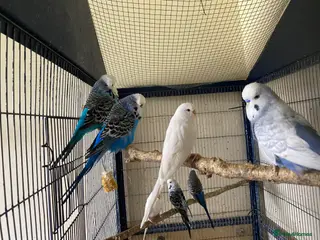 Budgerigars birds 8 budgies searching for their new homes - Advert 2