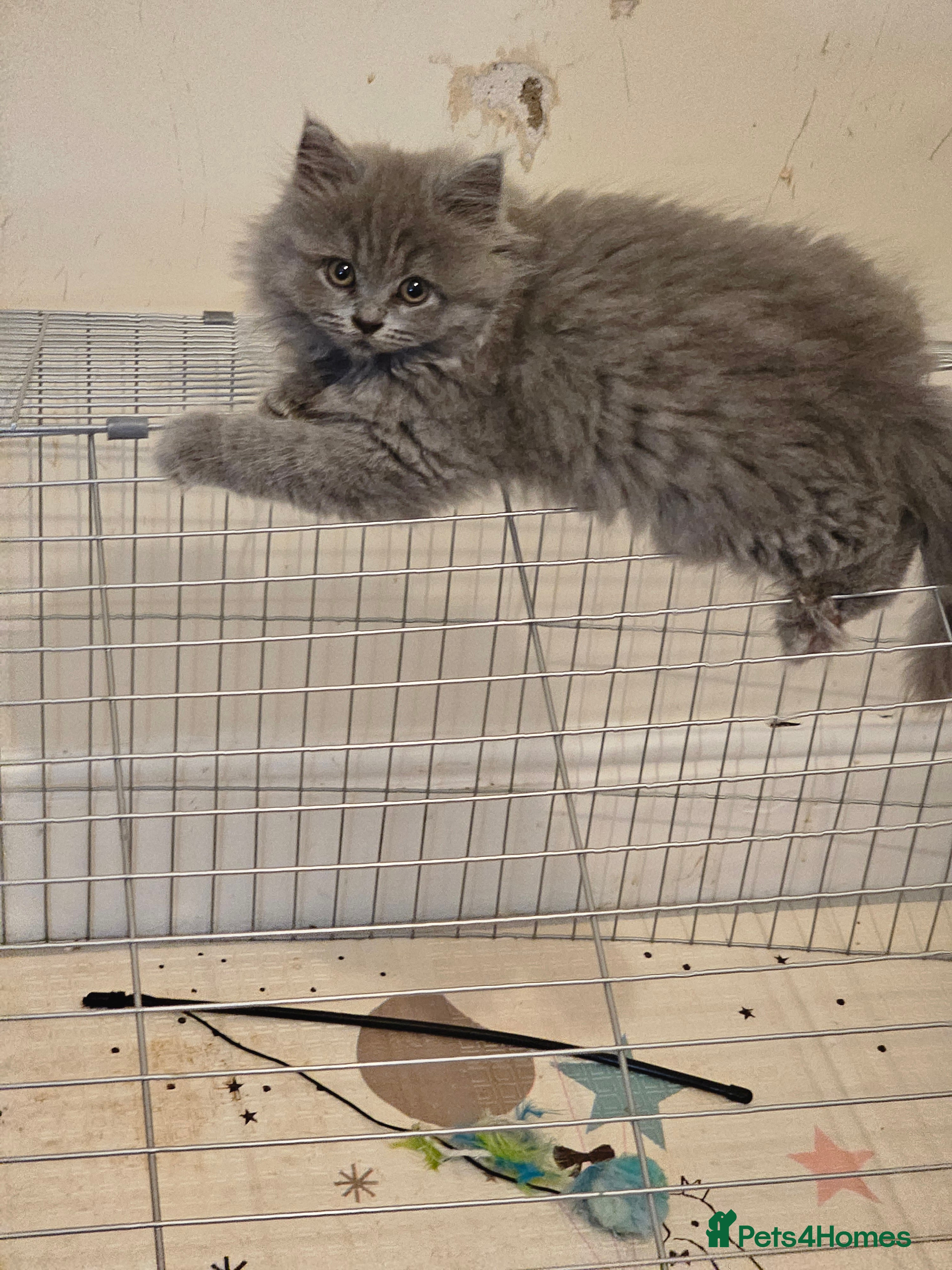 British Shorthair cats British shorthair and longhair  - Advert 17