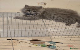 British Shorthair cats for sale: British shorthair and longhair  - Image 10