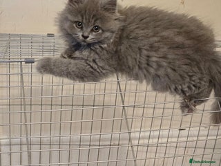 British Shorthair cats - Advert 9