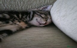 Mixed Breed cats for sale: Friendly kitten - Image 6