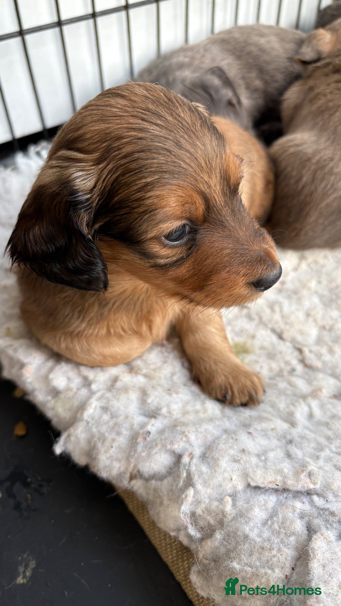 Miniature Dachshund dogs ♥️💙 LONG COAT DAXIS 💙♥️ - Advert 18