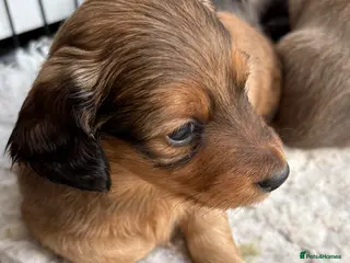 Miniature Dachshund dogs ♥️💙 LONG COAT DAXIS 💙♥️ - Advert 18