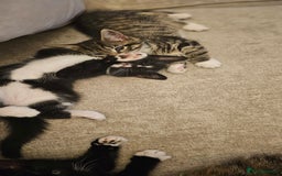 Domestic Shorthair cats for sale: Kittens looking for their forever home 🩷🩵🩷 - Image 2