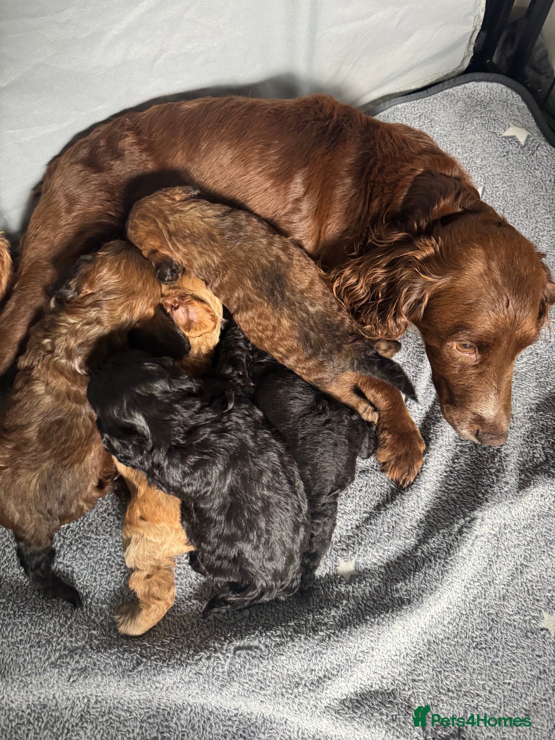 Cockapoo dogs for sale: Outstanding Cockapoos Fully Health Tested  - Image 12