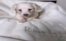 Miniature Dachshund dogs for sale: ℂ𝕝𝕖𝕒𝕣 ℂ𝕣𝕖𝕒𝕞 𝕄𝕚𝕟𝕚 𝔻𝕒𝕔𝕙𝕤𝕙𝕦𝕟𝕕𝕤 in Bootle - Image 12