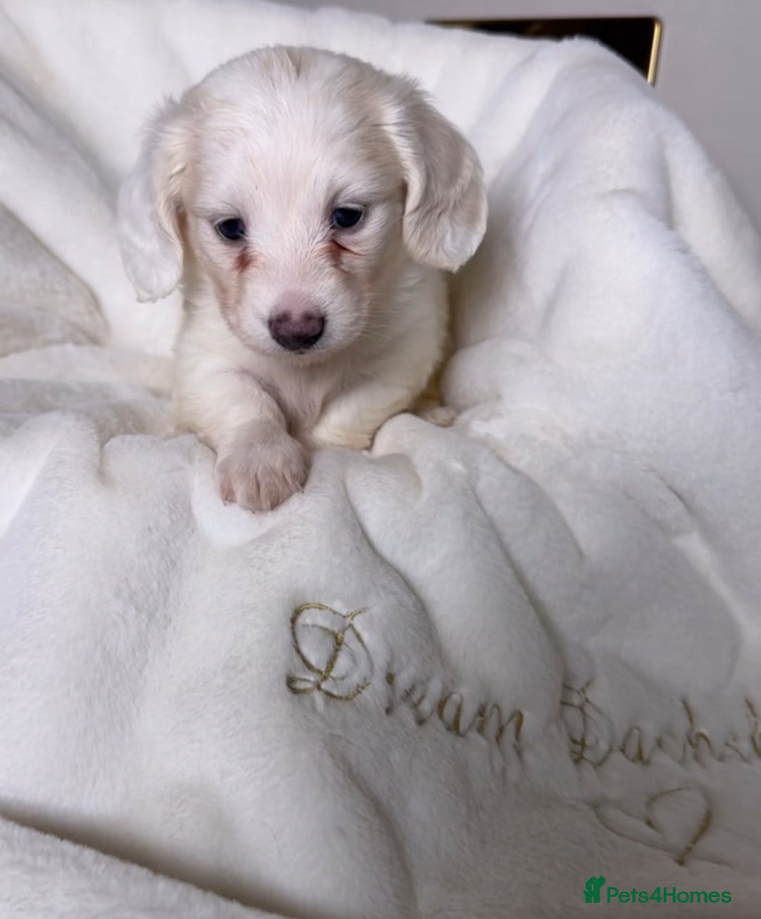 Miniature Dachshund dogs for sale: ℂ𝕝𝕖𝕒𝕣 ℂ𝕣𝕖𝕒𝕞 𝕄𝕚𝕟𝕚 𝔻𝕒𝕔𝕙𝕤𝕙𝕦𝕟𝕕𝕤 in Bootle - Image 12