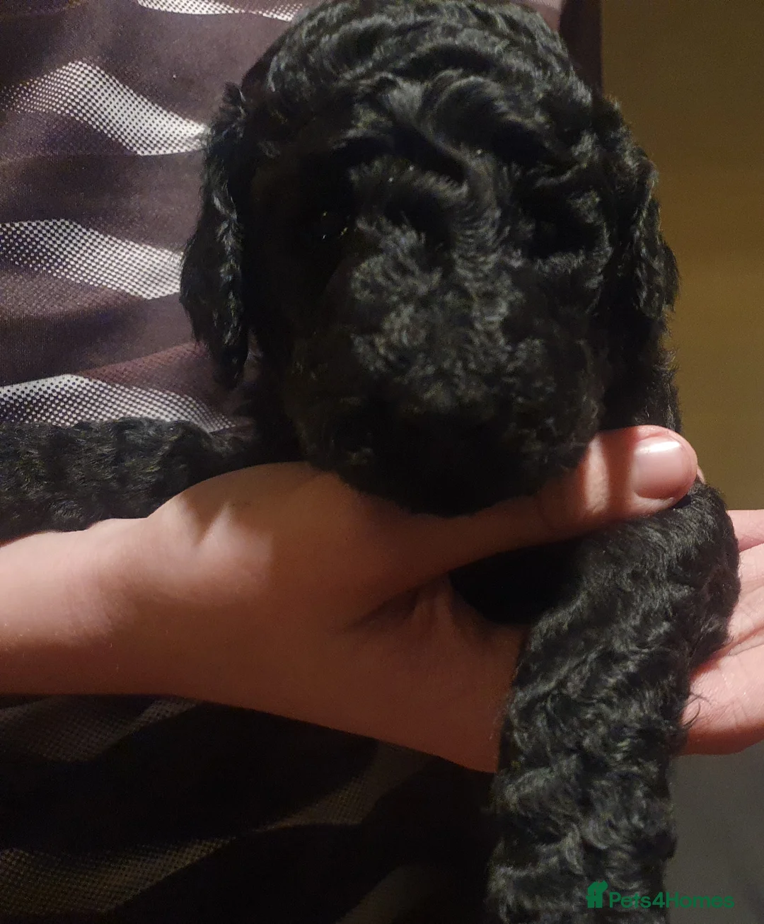 Standard Poodle dogs for sale: KC Standard poodles puppies from Champion lines - Advert 7