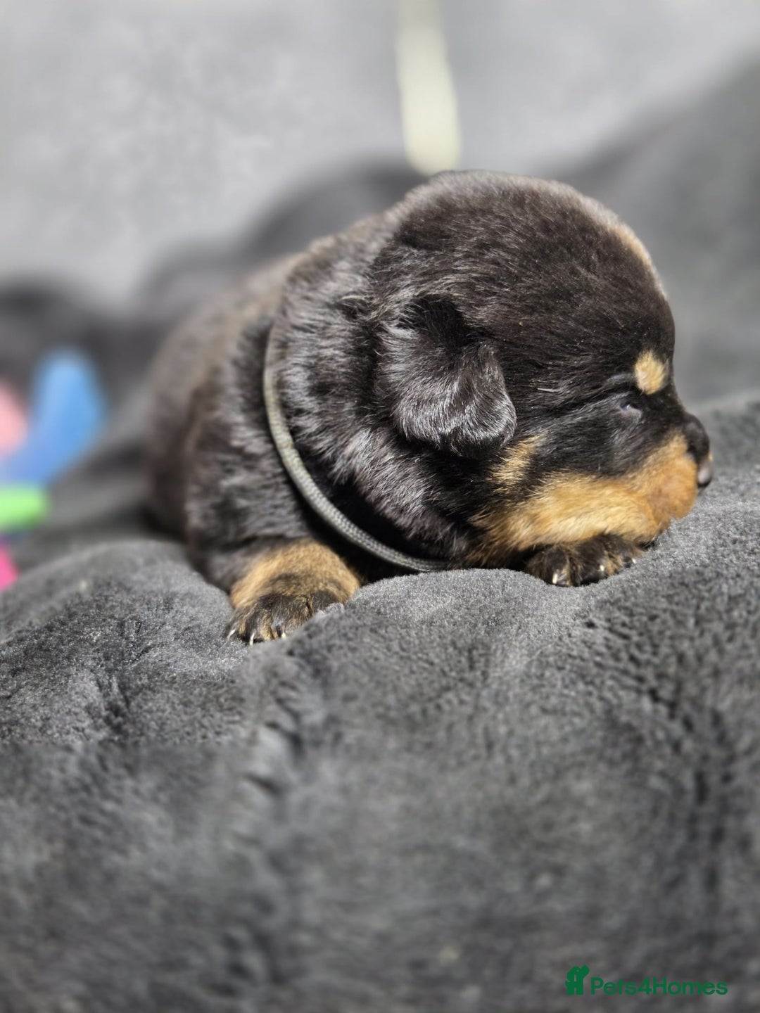 Rottweiler dogs for sale: Stunning Rottweiler pups - Advert 4