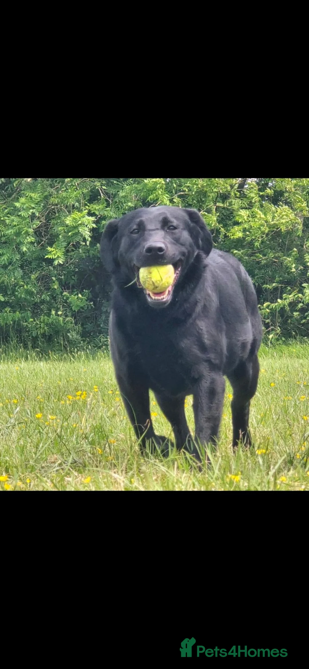 Labrador Retriever dogs for sale: 2 Year Old Female Lab  - Advert 2