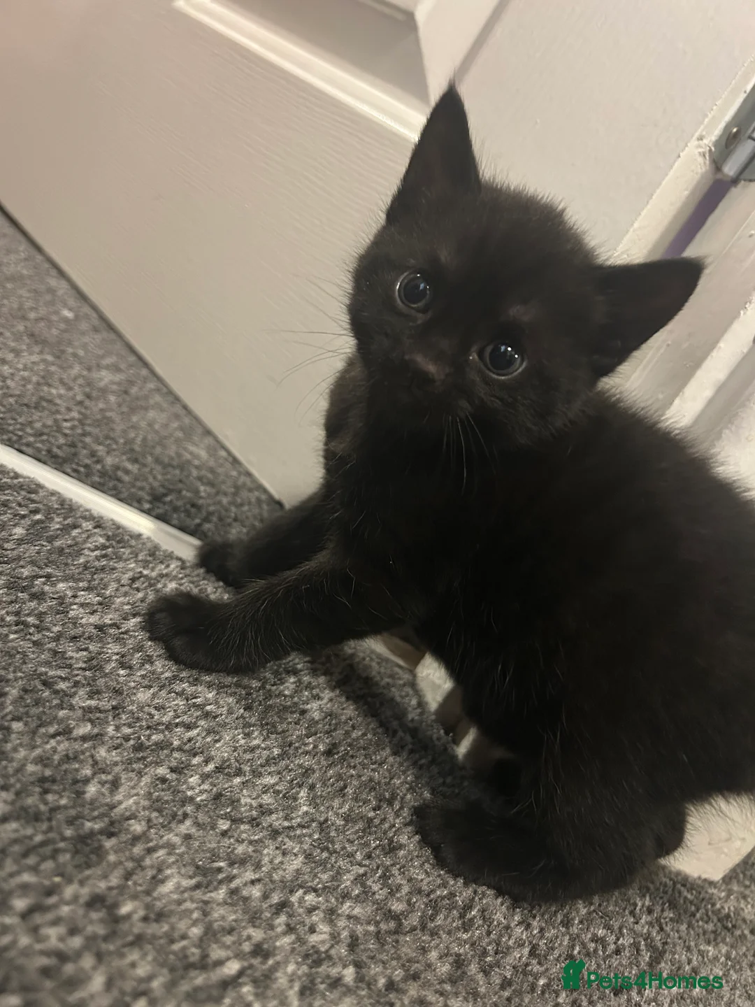 Mixed Breed cats for sale: Beautiful kittens  - Advert 10