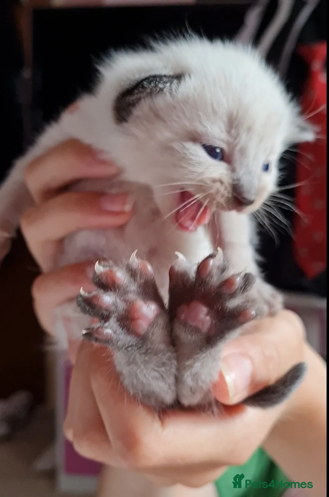 Ragdoll cats for stud: Stud Muffin in Ilkeston - Advert 14