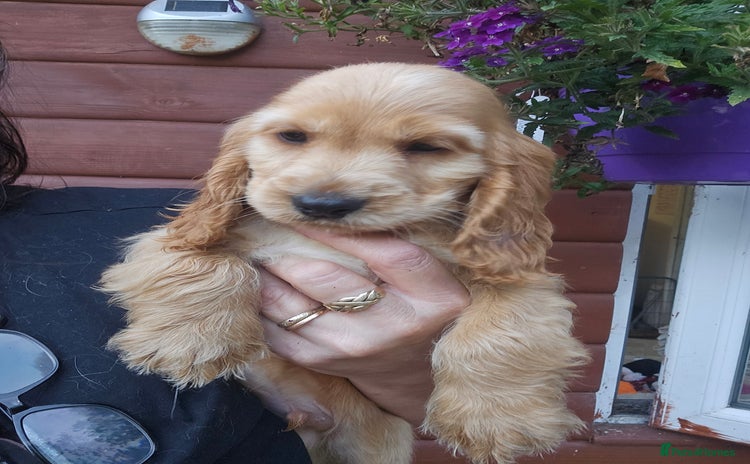 Cocker Spaniel dogs - Advert 15