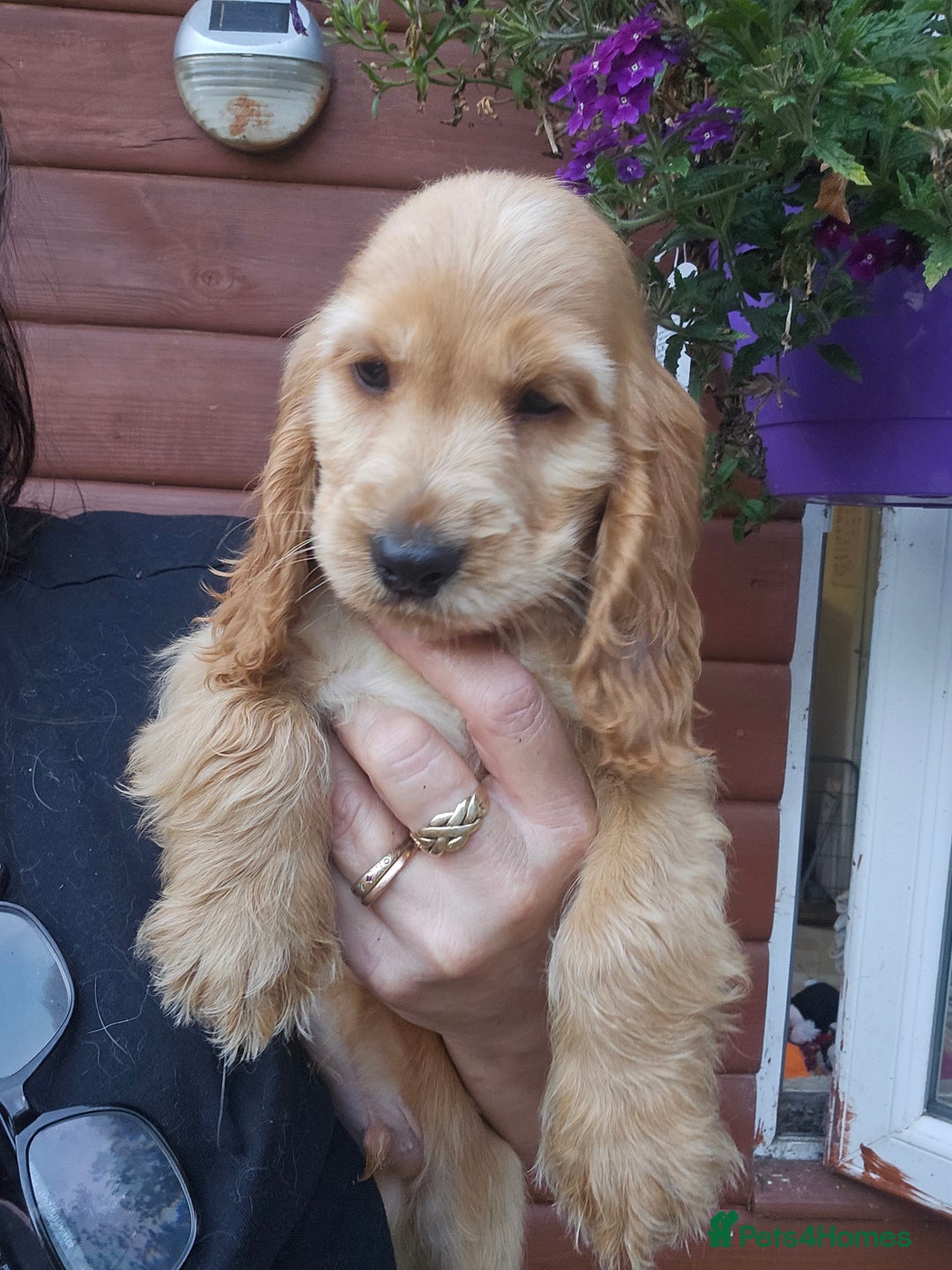 Cocker Spaniel dogs for sale: Show type Cocker Spaniels Fully vaccinated  - Image 2