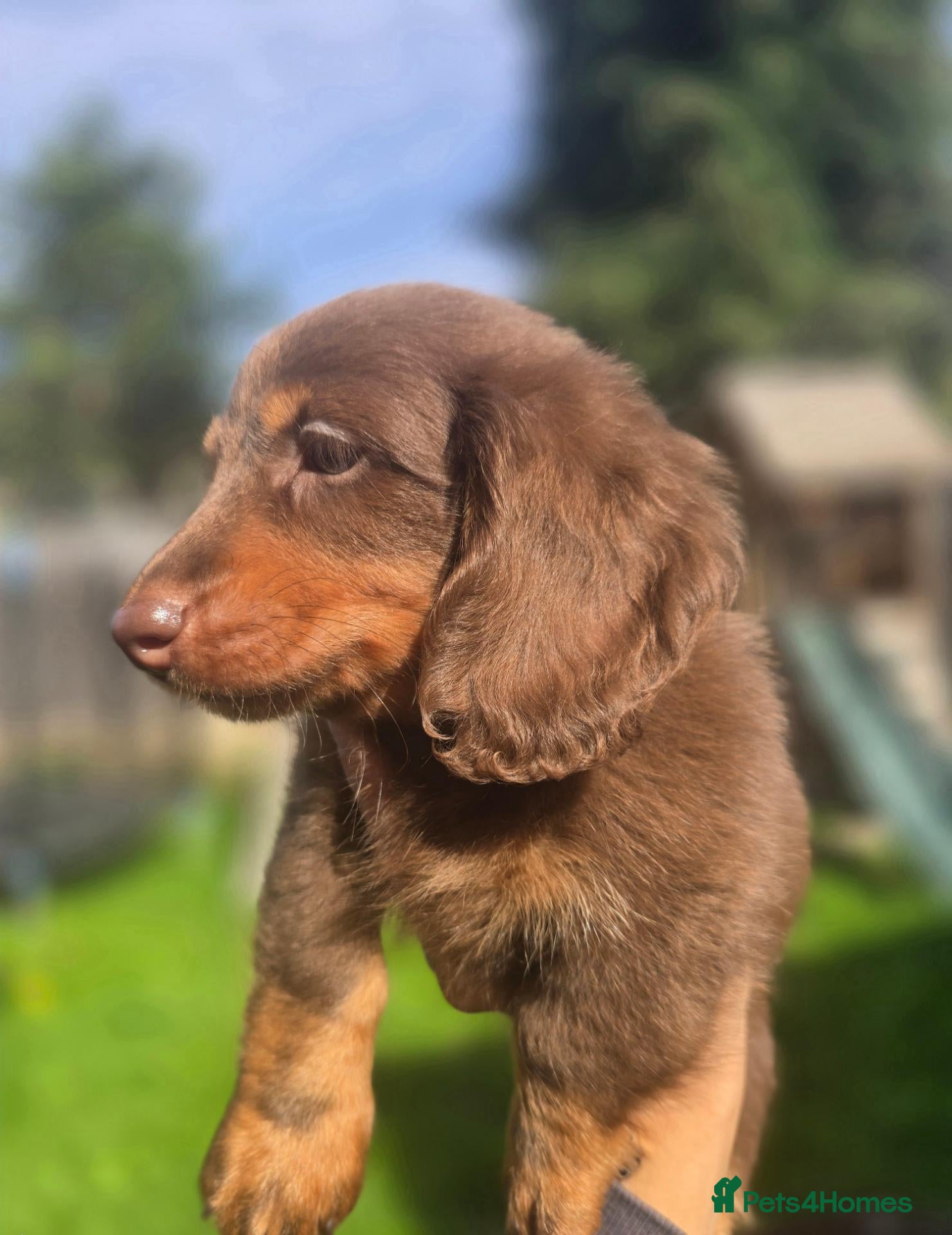 Miniature Dachshund dogs 2 boys Ready to leave on 29/09 when 8 weeks - Advert 14