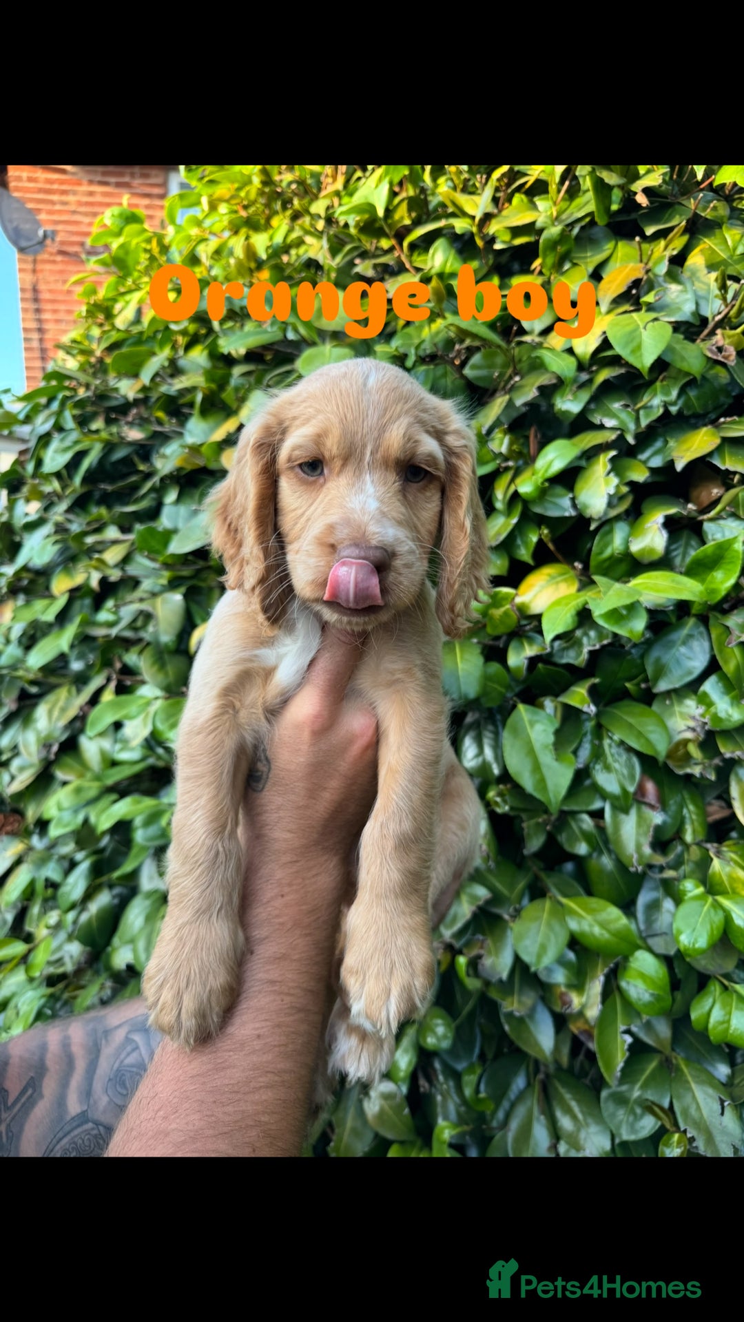 Cocker Spaniel dogs for sale: READY TO GO.. beautiful cocker spaniel puppies - Image 7