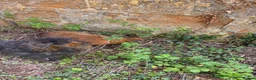 Chickens poultry for sale: Silkie cockerels for sale in Chipping Norton - Advert 6