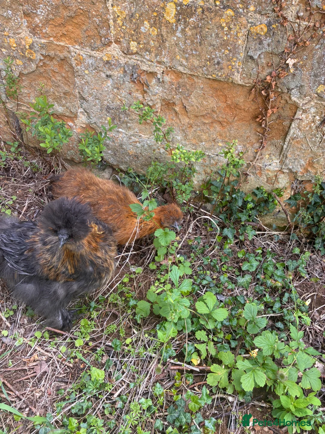 Chickens poultry for sale: Silkie cockerels for sale in Chipping Norton - Advert 6