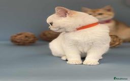 British Shorthair cats for sale: 🫶GCCF - NY12 Golden British Shorthair kittens 🫶 - Image 22