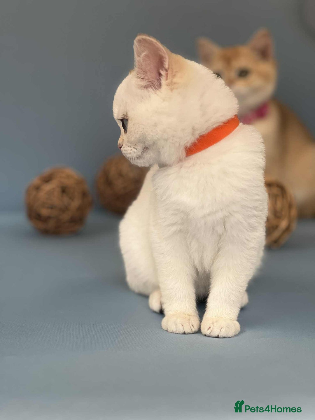 British Shorthair cats for sale: 🫶GCCF - NY12 Golden British Shorthair kittens 🫶 - Image 22