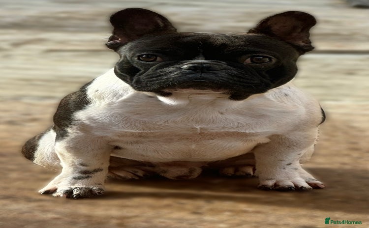 French Bulldog dogs - Advert 4