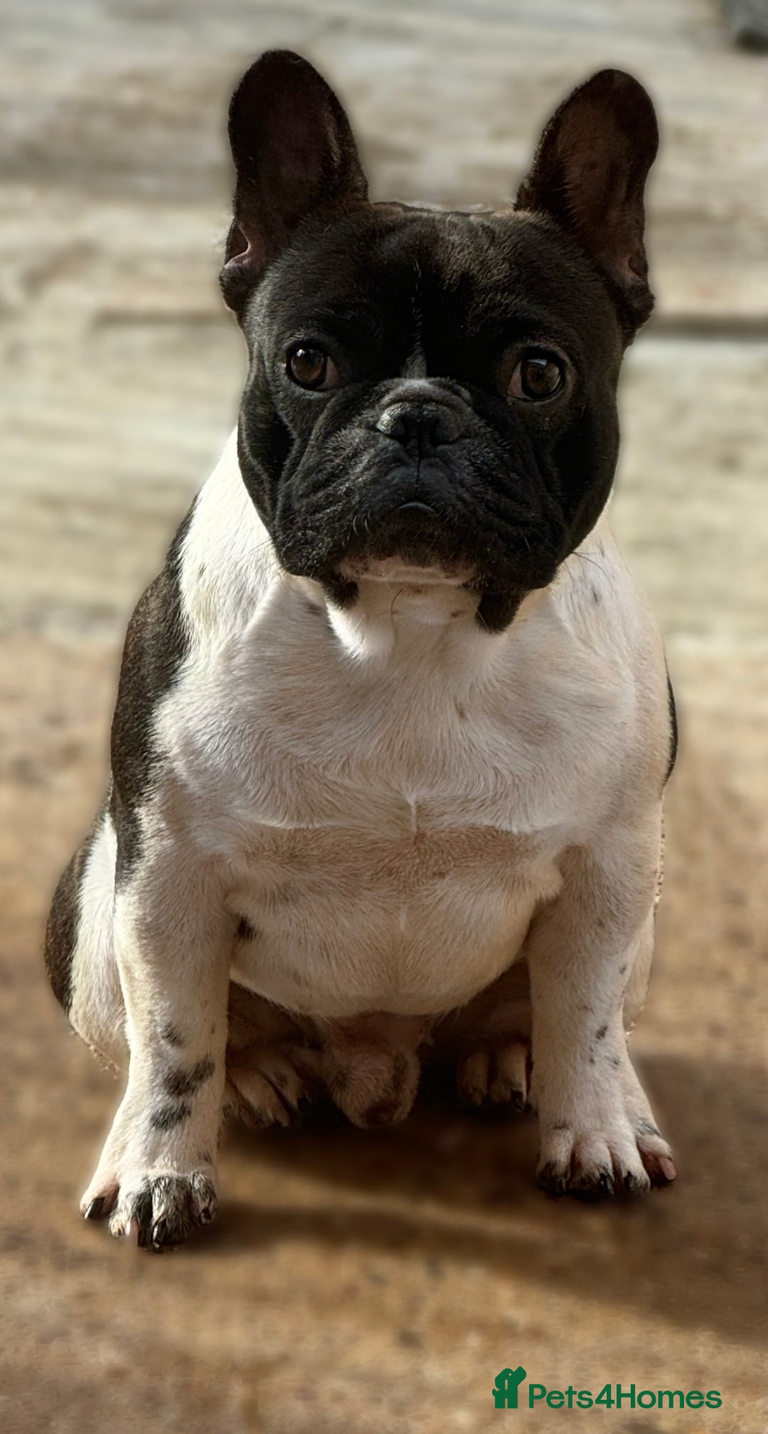 French Bulldog dogs for sale: Black brindle blanket pied bit for pet home only  - Image 1