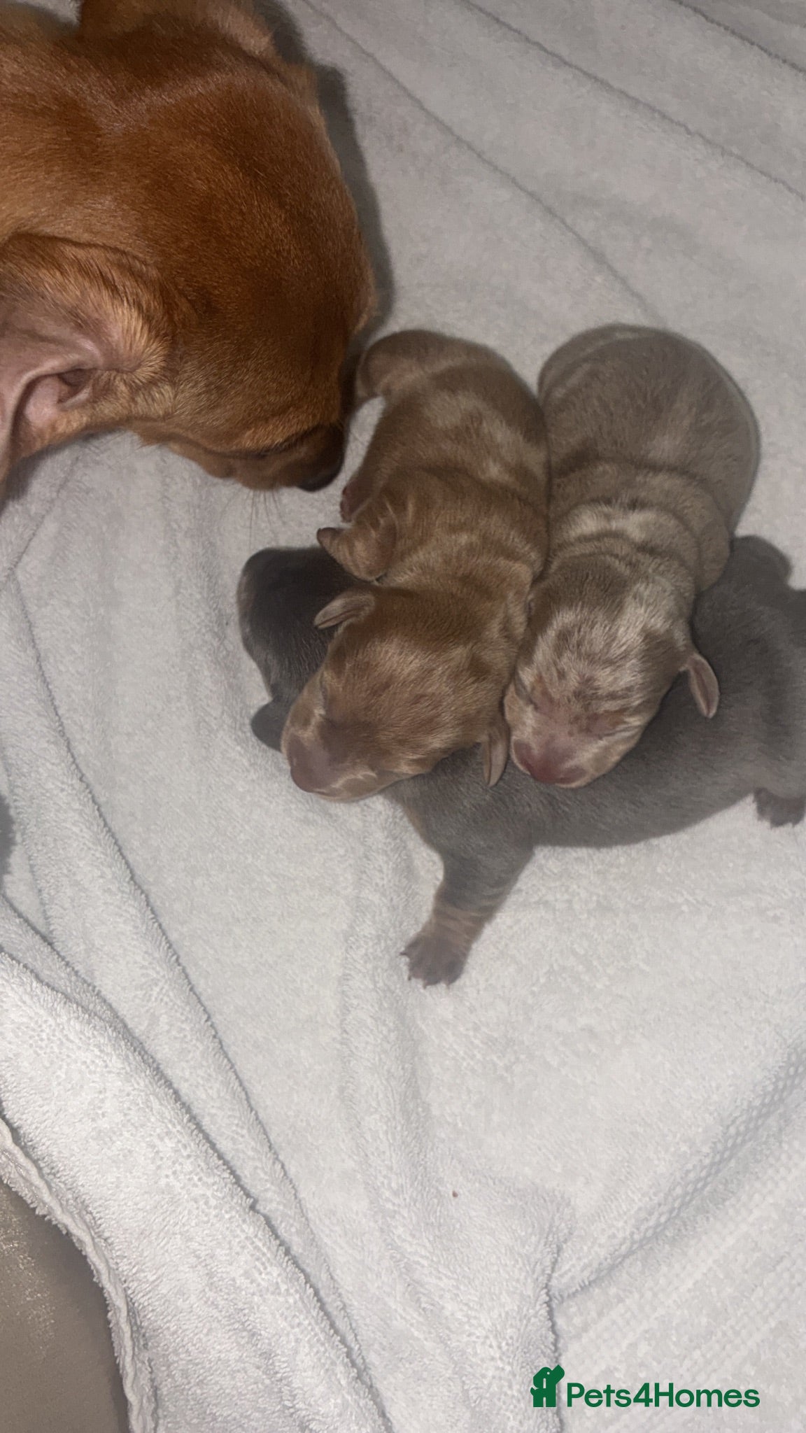 Dachshund dogs     Beautiful Miniature Dachshund Puppies  - Advert 1