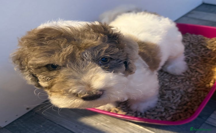 Labradoodle dogs - Advert 1