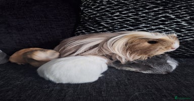 Guinea Pig rodents - Advert 8