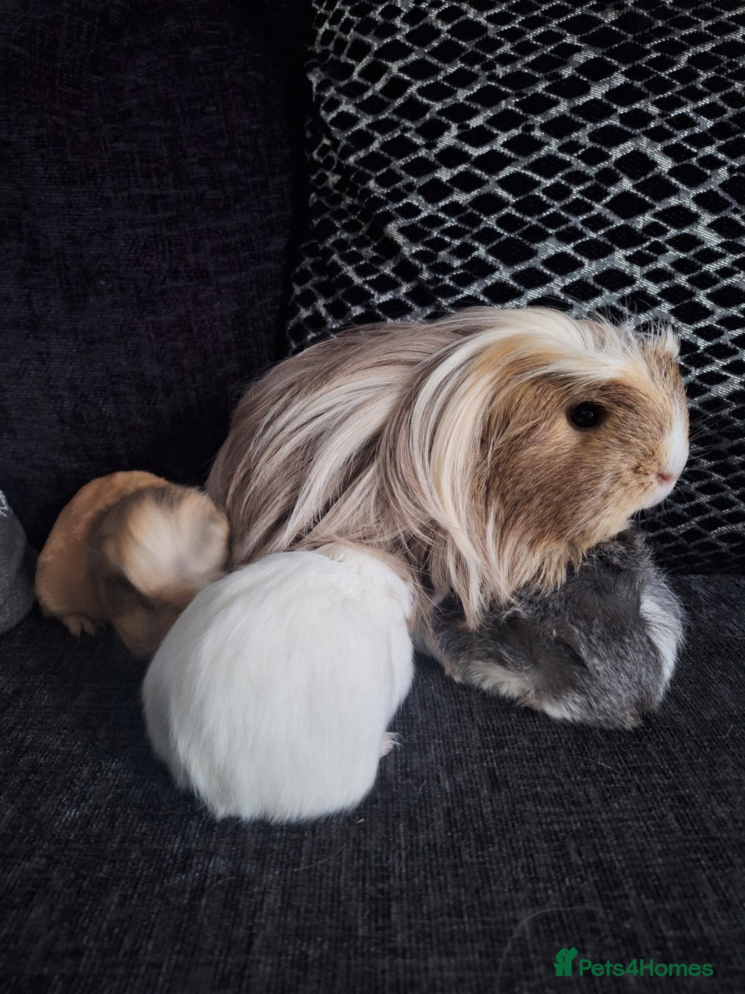 Guinea Pig rodents for sale: Coronet x peruvian baby guinea pigs - Image 3
