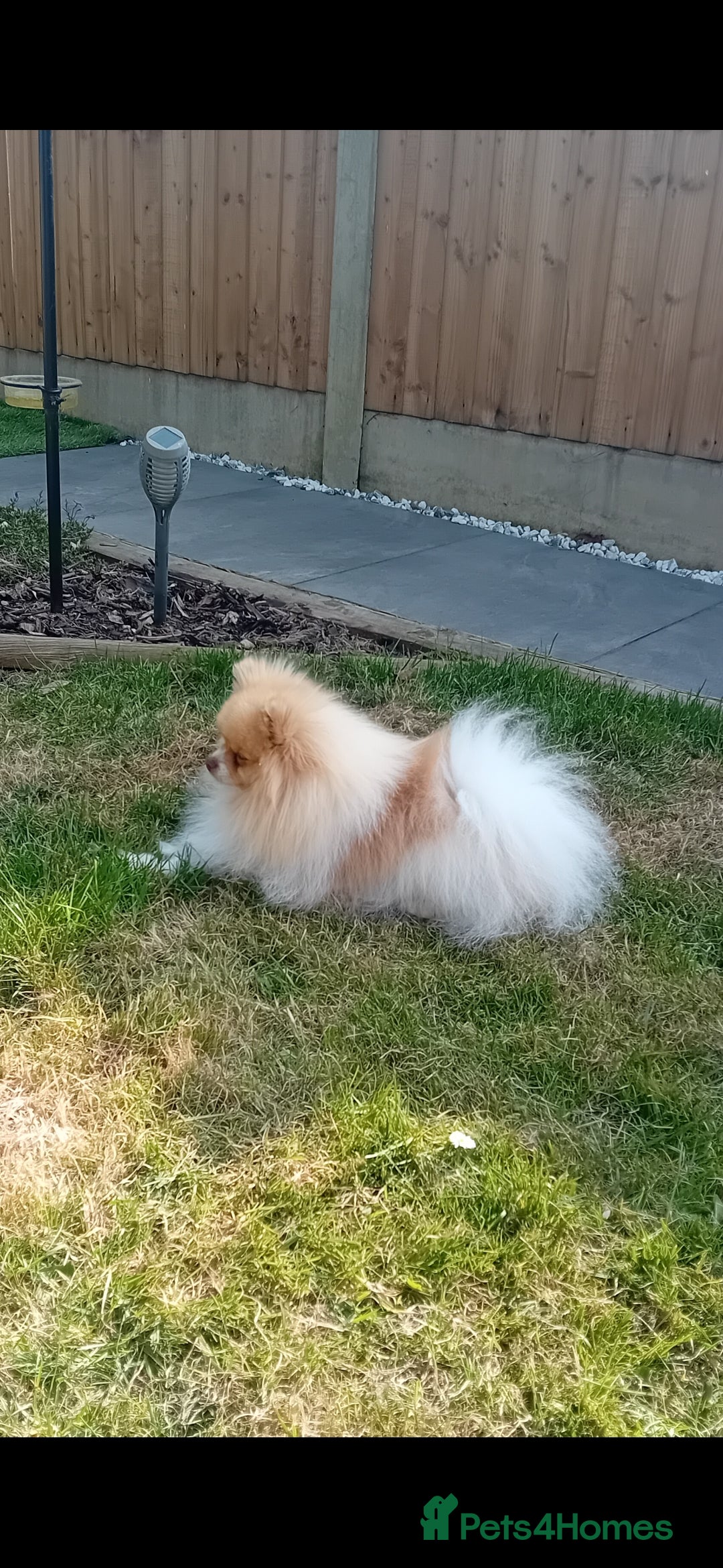 Pomeranian dogs for stud: Stunning KC registered pedigree STUD  - Advert 5