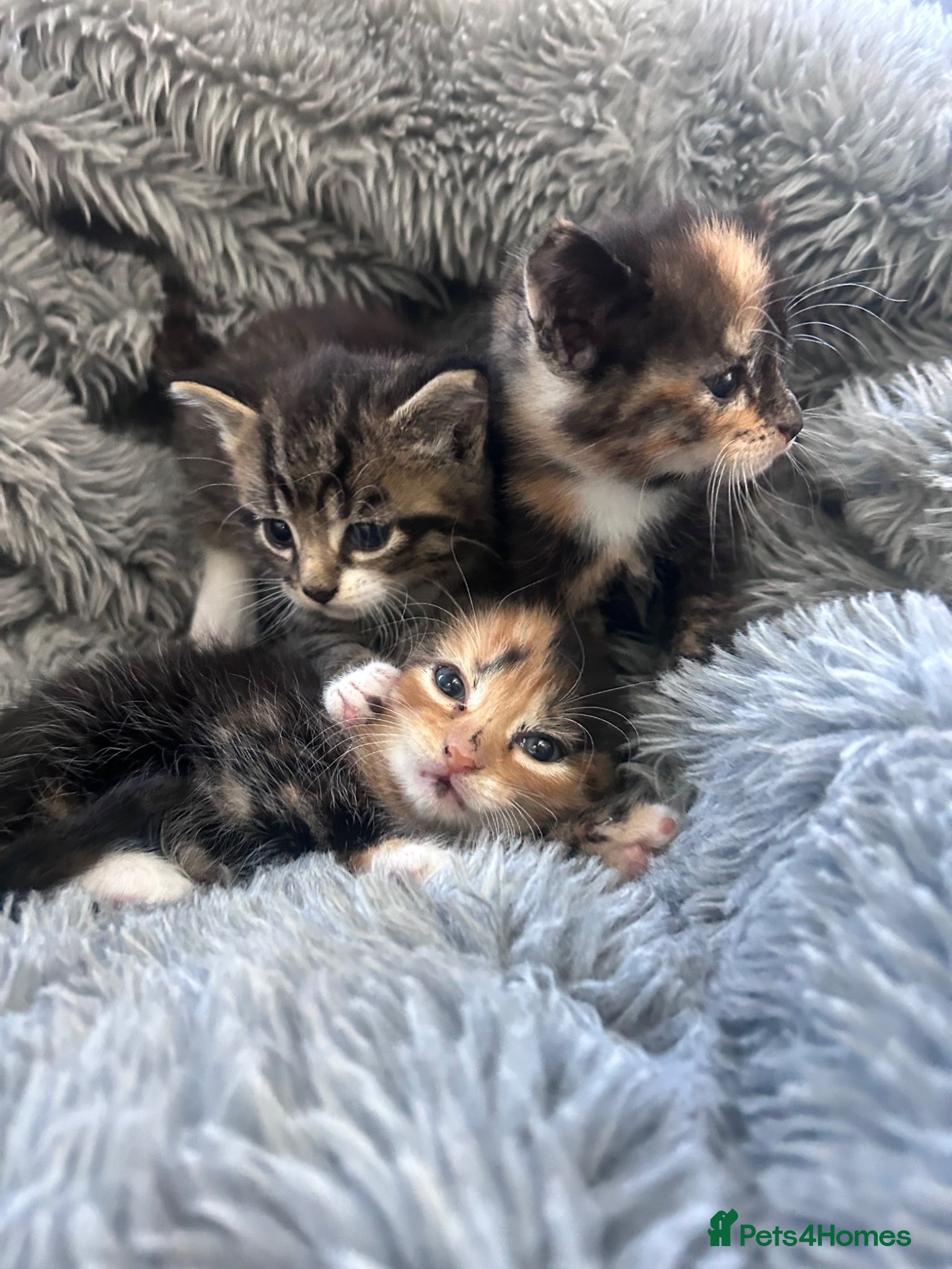 Mixed Breed cats Kittens 1/4 Maine coon.7 weeks and ready to leave. - Advert 2