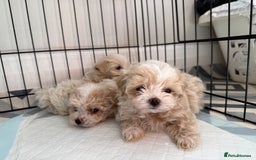 Maltipoo dogs for sale: F1 litter of 5 Maltipoo girls  - Image 2