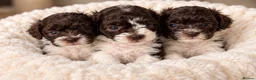 Toy Poodle dogs for sale: 🤎🍫 Exceptional Asian Teddy Bears 🧸🤎 - Advert 1