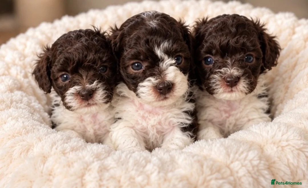Toy Poodle dogs for sale: 🤎🍫 Exceptional Asian Teddy Bears 🧸🤎 - Advert 1