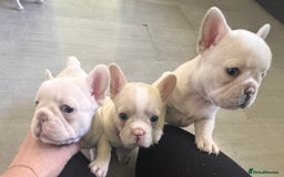French Bulldog dogs for sale: KC FRENCH BULLDOG PUPPIES - READY NOW - Image 31
