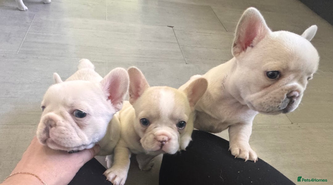 French Bulldog dogs for sale: KC FRENCH BULLDOG PUPPIES - READY NOW - Image 31