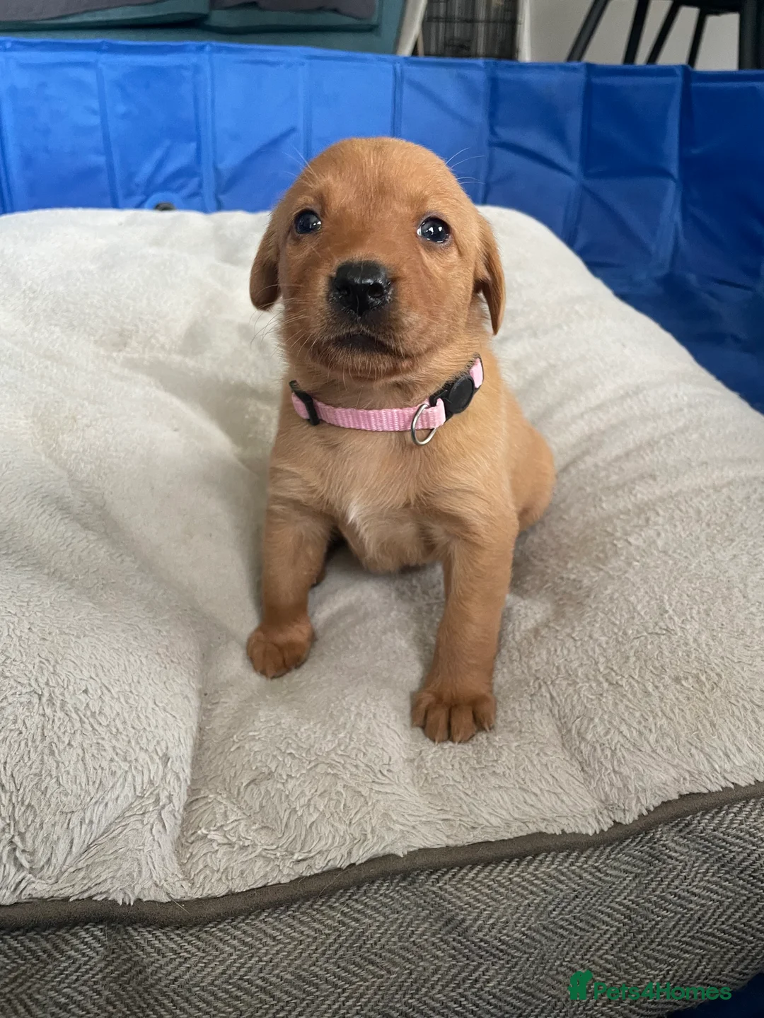 Labrador Retriever dogs for sale: 🦊❤️ GORGEOUS FOX RED LAB PUPPIES 6 GIRLS & 1 BOY! - Advert 25
