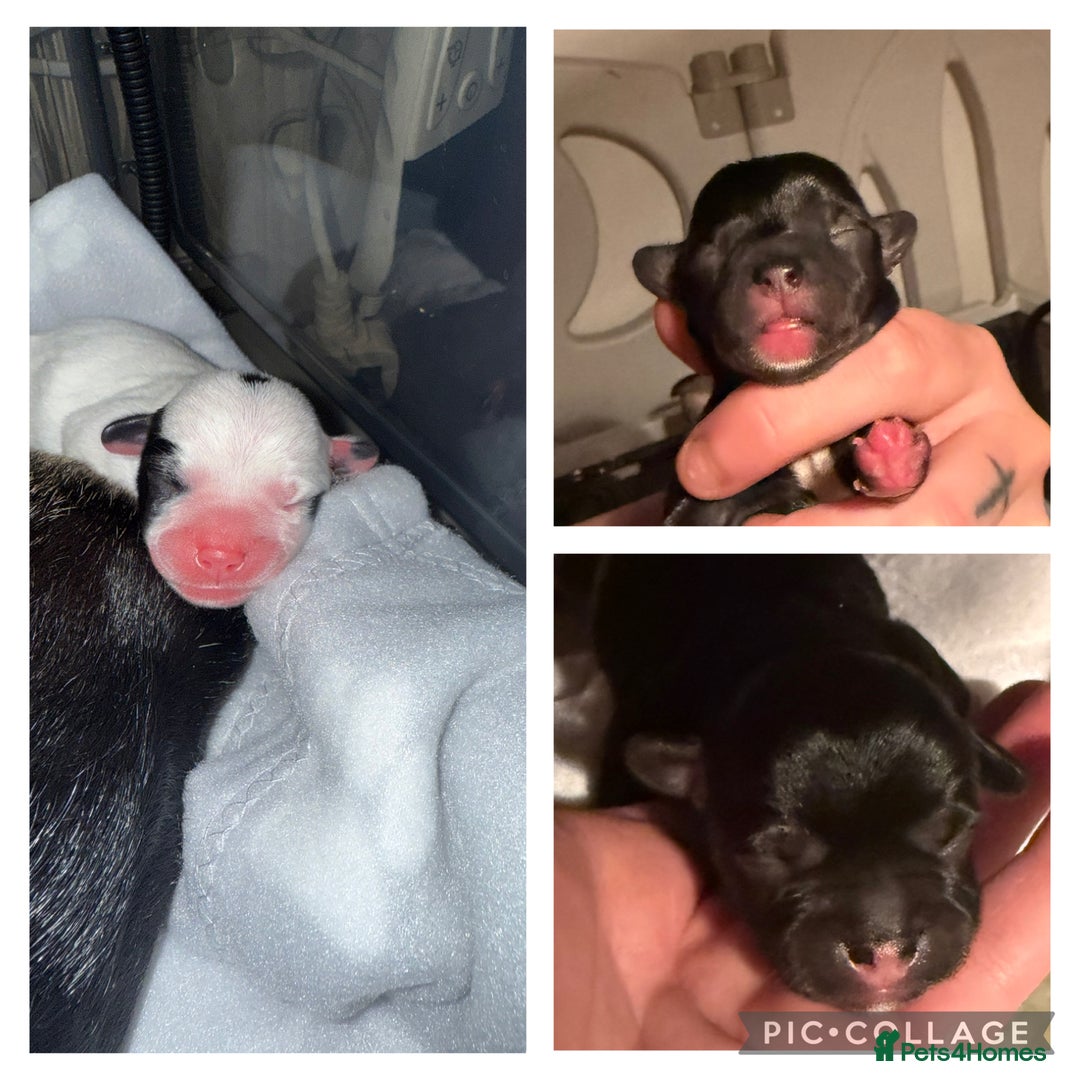 Mixed Breed dogs for sale: Pugapoo  - Image 1
