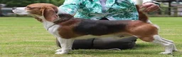 Beagle dogs for sale: Beautiful Tri coloured Beagle bitch puppies  - Advert 11