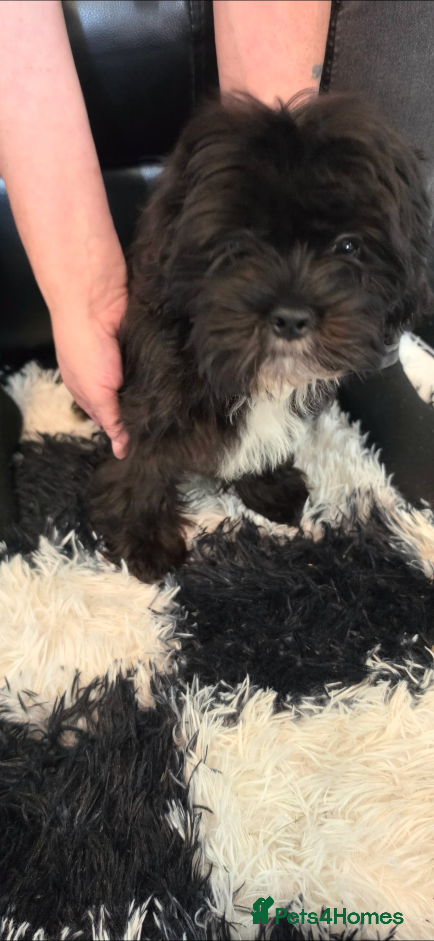 Shih Tzu dogs Ready to Leave - Advert 12