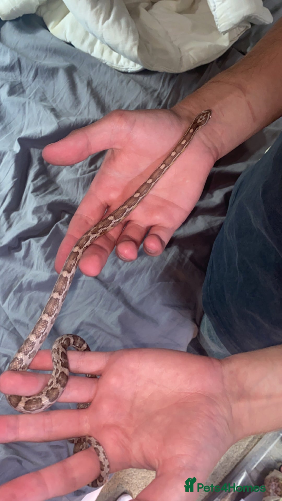 Snake reptiles for sale: 4 snakes need gone - Image 2