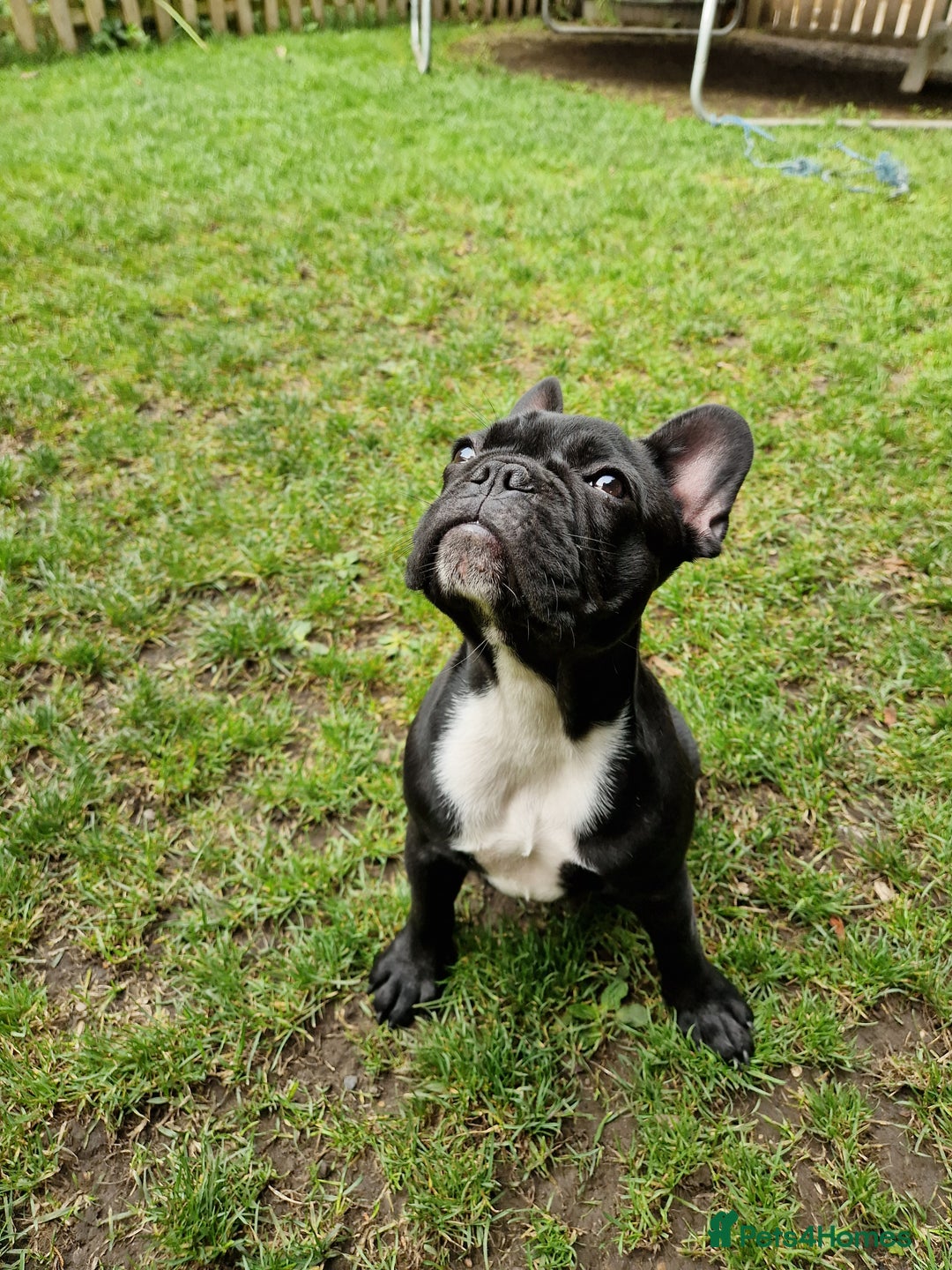French Bulldog dogs for sale: Beautiful French Bulldog,Looking for a Loving Home - Advert 4