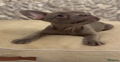 French Bulldog dogs - Advert 4