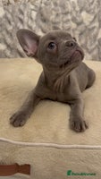 French Bulldog dogs - Advert 5